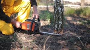 Trusted Stickney, IL Tree Services Experts