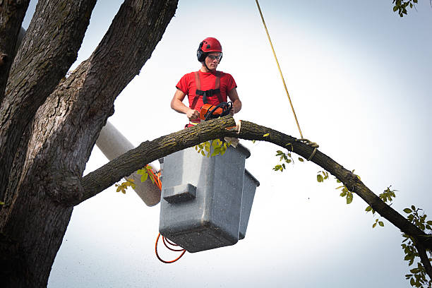 How Our Tree Care Process Works  in  Stickney, IL